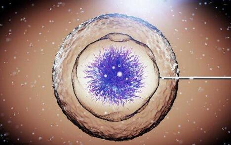 囊胚移植是什么？为您解答囊胚移植的过程！看看怎么说的