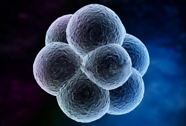 你知道试管胚胎等级与成功率的关联吗？一文读懂两者关系