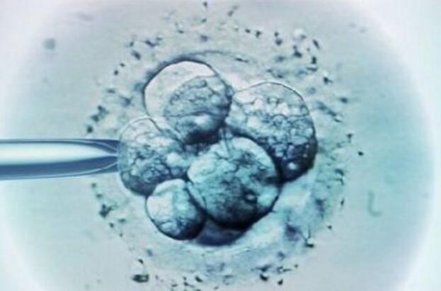 做试管婴儿一次移植几个胚胎成功率高？移植多胎的风险有哪些