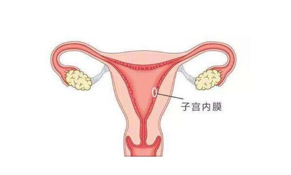 试管备孕中子宫内膜过薄应该要怎么办